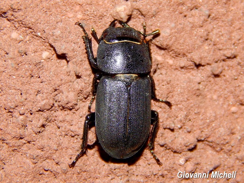 Dorcus parallelepipedus? S.